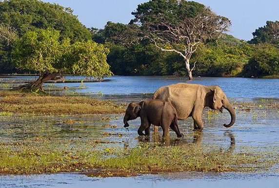 yala sri lanka